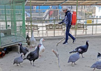 بسبب إنفلونزا الطيور.. إعدام حوالي6 مليون دجاجة في كوريا الجنوبية