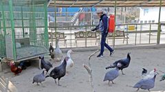 بسبب إنفلونزا الطيور.. إعدام حوالي6 مليون دجاجة في كوريا الجنوبية