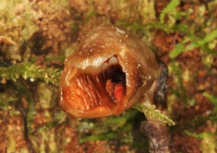 اكتشاف أقبح زهرة اوركيد في العالم