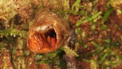 اكتشاف أقبح زهرة اوركيد في العالم