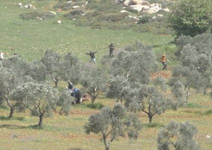 مستوطنون يعتدون على مزارعين في سوسيا شرق يطا