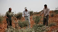 مستوطنون يسرقون أشتال زيتون جنوب نابلس