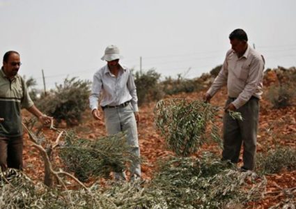 مستوطنون يسرقون أشتال زيتون جنوب نابلس