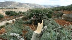 مستوطنون يقتلعون أشجاراً غرب سلفيت