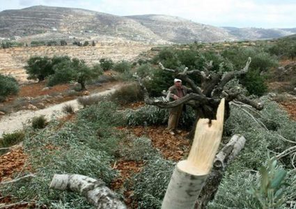 مستوطنون يقتلعون أشجاراً غرب سلفيت