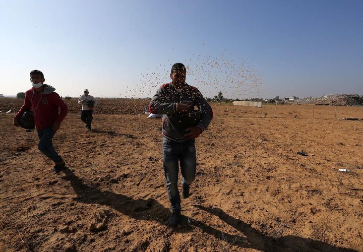 مزارعون يلقون بذور القمح في أراضيهم الواقعة على الحدود في خانيونس جنوب قطاع غزة