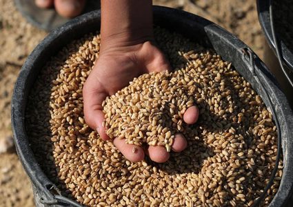 مزارعون يلقون بذور القمح في أراضيهم الواقعة على حدود غزة