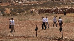 مستوطنون يقتلعون عشرات أشجار الزيتون ويسرقونها شرق يطا