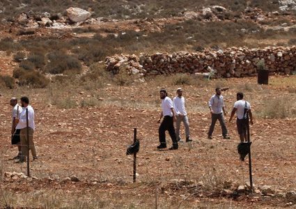 مستوطنون يقتلعون عشرات أشجار الزيتون ويسرقونها شرق يطا