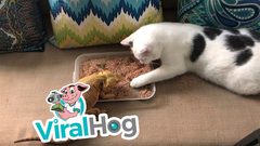 قط يطعم حرباء من وجبة الافطار الخاصة به