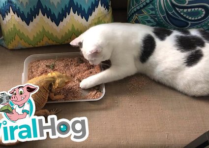 قط يطعم حرباء من وجبة الافطار الخاصة به