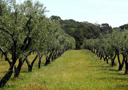 صبيحات: 19 ألف شجرة ستتم زراعتها في السادس من الشهر المقبل