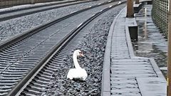 ألمانيا.. بجعة حزينة تجبر 20 قطارا على التوقف !