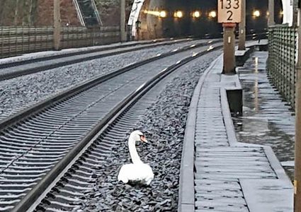 ألمانيا.. بجعة حزينة تجبر 20 قطارا على التوقف !