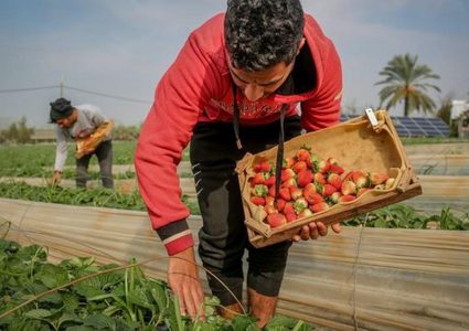 "ذهب غزة الأحمر" ينتظر طائرات الخليج وأوروبا