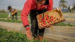 "ذهب غزة الأحمر" ينتظر طائرات الخليج وأوروبا