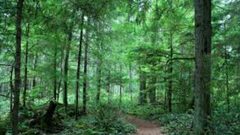 رومانيا.. بلدة صغيرة تشهد ظاهرة أسطورية غير عادية