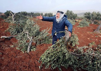 مستوطنون يُقدمون على اقتلاع 300 شجرة زيتون غرب حارس
