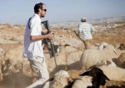مستوطنون يعتدون على رعاة أغنام جنوب الخليل
