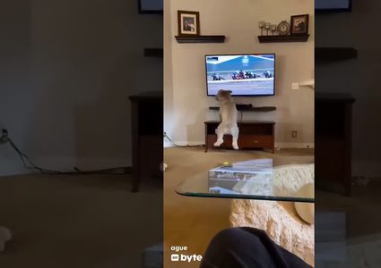 كلب يتابع سباق خيول يخطف إعجاب وسائل التواصل