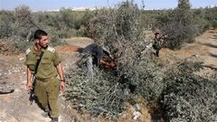 الاحتلال يقتلع أكثر من ألف شجرة غرب سلفيت