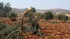مستوطنون يسرقون ويقتلعون 150 شتلة زيتون جنوب نابلس