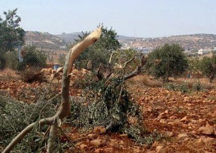 مستوطنون يسرقون ويقتلعون 150 شتلة زيتون جنوب نابلس