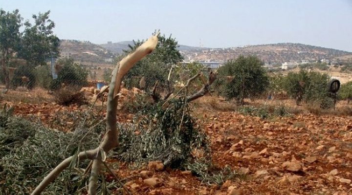 مستوطنون يسرقون ويقتلعون 150 شتلة زيتون جنوب نابلس