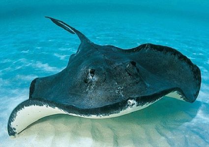 السمكة العجيبة تفلت من شباك الصيد بفضل شحناتها الكهربائية