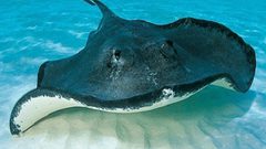 السمكة العجيبة تفلت من شباك الصيد بفضل شحناتها الكهربائية