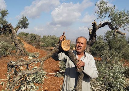 مستوطنون يقتلعون 130 شتلة زيتون جنوب نابلس