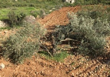 مستوطنون يقتلعون 60 شتلة زيتون جنوب نابلس