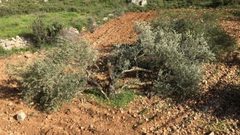 مستوطنون يقتلعون 60 شتلة زيتون جنوب نابلس