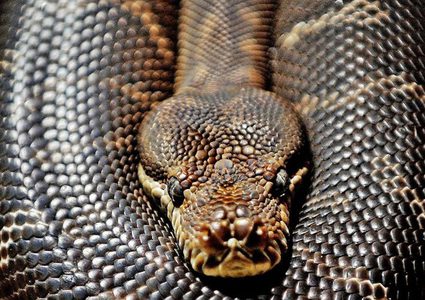 شاهد ثعبان ضخم "يقتحم" منزل مواطن تايلاندي