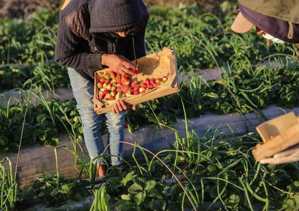قطف ثمار الفراولة في بلدة بيت لاهيا