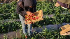 قطف ثمار الفراولة "التوت الأرضي" في بلدة بيت لاهيا شمال قطاع غزة.
تصوير: عبد الحكيم أبو رياش