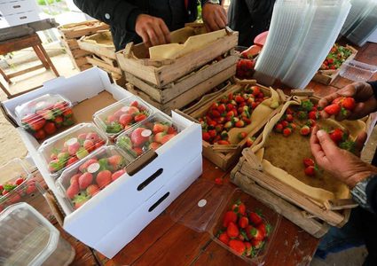 قطف ثمار الفراولة في بلدة بيت لاهيا