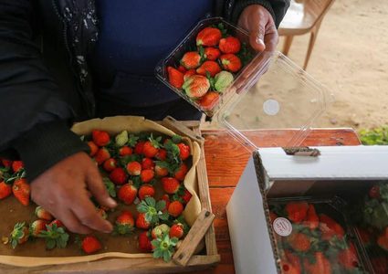 قطف ثمار الفراولة في بلدة بيت لاهيا