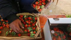 قطف ثمار الفراولة "التوت الأرضي" في بلدة بيت لاهيا شمال قطاع غزة.
تصوير: عبد الحكيم أبو رياش