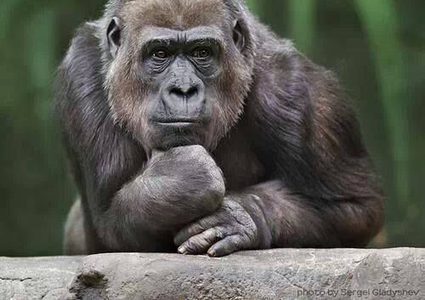 إصابة 8 غوريلات نادرة بفيروس كورونا المستجد