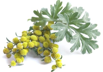 علماء: نبات شيح ابن سينا قادر على إيقاف تفشي كورونا