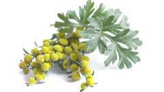 علماء: نبات شيح ابن سينا قادر على إيقاف تفشي كورونا