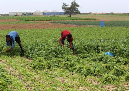 مزارعون يعملون في أراضيهم بمحاذاة الأسلاك الشائكة في خانيونس