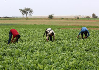 مزارعون يعملون في أراضيهم بمحاذاة الأسلاك الشائكة في خانيونس