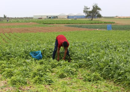 مزارعون يعملون في أراضيهم بمحاذاة الأسلاك الشائكة في خانيونس
