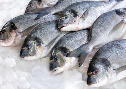 سلفيت:ضبط 350 كغم من الاسماك الفاسدة