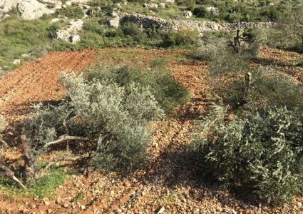 مستوطنون يقتلعون أكثر من 100 شتلة زيتون جنوب الخليل
