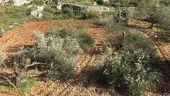 مستوطنون يقتلعون أكثر من 100 شتلة زيتون جنوب الخليل