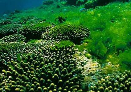 الصين.. الطحالب علاج فعال لفيروس  كورونا