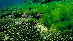 الصين.. الطحالب علاج فعال لفيروس  كورونا